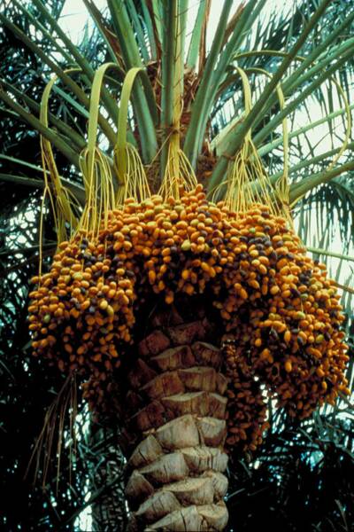 date palm tree fruit. on this date palm trunk